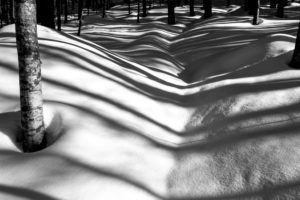 The shade of trees on snowy snow