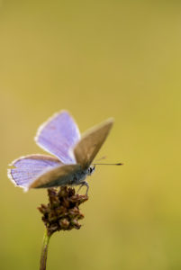 gossamer-winged butterfly (Lycaenidae) sitting on a flower gossamer-winged butterfly (Lycaenidae) sitting on a flower