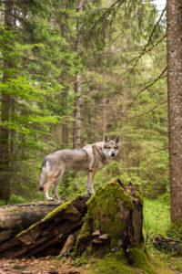 The Wolfhound Leica in a portrait, Czechoslovakian Wolfdog