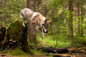 The Wolfhound Leica in a portrait, Czechoslovakian Wolfdog