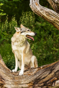 The Wolfhound Leica in a portrait, Czechoslovakian Wolfdog