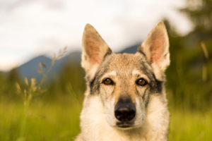 The Wolfhound Leica in a portrait, Czechoslovakian Wolfdog