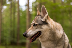 The Wolfhound Leica in a portrait, Czechoslovakian Wolfdog