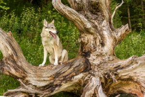 The Wolfhound Leica in a portrait, Czechoslovakian Wolfdog