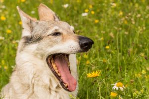 The Wolfhound Leica in a portrait, Czechoslovakian Wolfdog