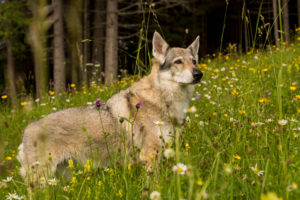 The Wolfhound Leica in a portrait, Czechoslovakian Wolfdog
