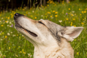 The Wolfhound Leica in a portrait, Czechoslovakian Wolfdog