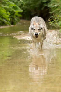 The Wolfhound Leica in a portrait, Czechoslovakian Wolfdog