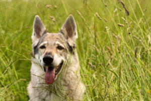 The Wolfhound Leica in a portrait, Czechoslovakian Wolfdog