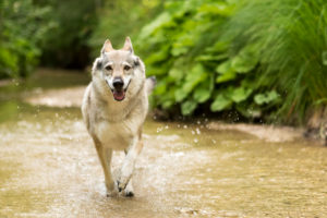 The Wolfhound Leica in a portrait, Czechoslovakian Wolfdog