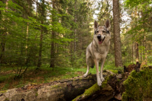 The Wolfhound Leica in a portrait, Czechoslovakian Wolfdog