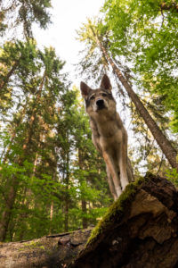 The Wolfhound Leica in a portrait, Czechoslovakian Wolfdog