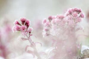 Flowers of the common butterbur (Petasites hybridus) Flowers of the common butterbur (Petasites hybridus)