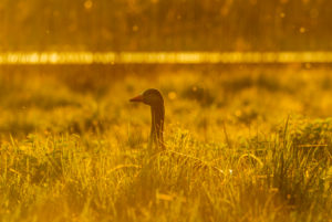 Greylag goose with cubs in the golden evening light during sunset in a fresh summer meadow during high tide at the Osterseen at Iffeldorf. Greylag goose with cubs in the golden evening light during sunset in a fresh summer meadow during high tide at the Osterseen at Iffeldorf.