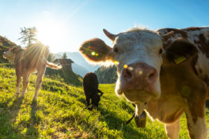 Morning mood with cow on the Gütenbergalm in Tyrol Morning mood with cow on the Gütenbergalm in Tyrol