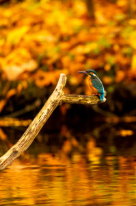 A male kingfisher in his waiting room A male kingfisher in his waiting room