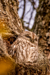 Tawny owl at its waiting area Tawny owl at its waiting area