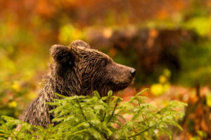An approximately 2 year old brown bear in a portrait behind a spruce An approximately 2 year old brown bear in a portrait behind a spruce