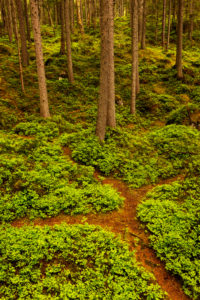 Forest path with fork between blueberry plants in the forest near the Eibsee near Garmisch-Partenkirchen in the Wetterstein Mountains. Forest path with fork between blueberry plants in the forest near the Eibsee near Garmisch-Partenkirchen in the Wetterstein Mountains.