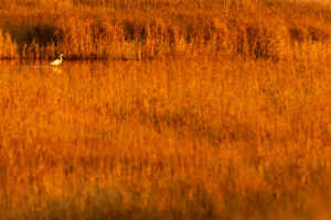 Great Egret with reflection between reed stalks in the golden evening light Great Egret with reflection between reed stalks in the golden evening light