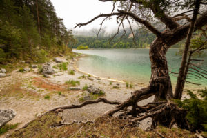 Old pine tree with roots on the banks of the Eibsee below the Zugspitze in spring. Old pine tree with roots on the banks of the Eibsee below the Zugspitze in spring.