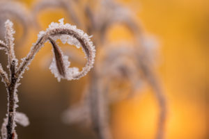 Frozen shoots of a silver willow tree on the banks of the Isar in the Bavarian Prealps Frozen shoots of a silver willow tree on the banks of the Isar in the Bavarian Prealps
