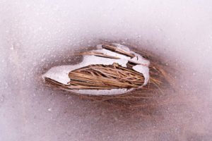 Reed in winter surrounded by the ice of a small lake Reed in winter surrounded by the ice of a small lake