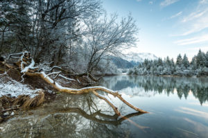 Beaver trail on a tree trunk at the Krün reservoir in snow and blue sky. Beaver trail on a tree trunk at the Krün reservoir in snow and blue sky.