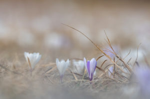 Krokusse im warmen Licht des Frühlings auf einer Wiese in den Alpen Krokusse im warmen Licht des Frühlings auf einer Wiese in den Alpen
