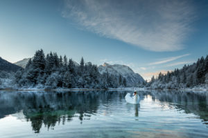 Ein Höckerschwan auf dem Stausee Krün am frühen Morgen im Winter. Im Hintergrund Schnee bedeckte Bäume und das verschneite Karwendel Gebirge Ein Höckerschwan auf dem Stausee Krün am frühen Morgen im Winter. Im Hintergrund Schnee bedeckte Bäume und das verschneite Karwendel Gebirge