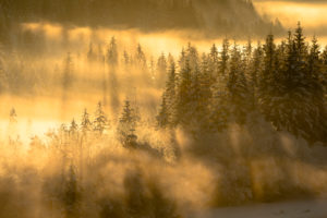 Winter mood in snow and backlit in the evening glow on the lower Isar near Wallgau. Spruces stand in a small forest in the valley near the Soiern group and are flooded with light rays. Winter mood in snow and backlit in the evening glow on the lower Isar near Wallgau. Spruces stand in a small forest in the valley near the Soiern group and are flooded with light rays.
