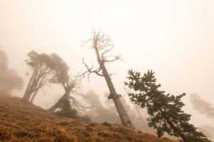 Pine trees and other trees in the fog at the Herzogstand. One of Munich's local mountains in the Ester Mountains, the Bavarian Prealps. Steep uphill, up the slope towards the summit. Pine trees and other trees in the fog at the Herzogstand. One of Munich's local mountains in the Ester Mountains, the Bavarian Prealps. Steep uphill, up the slope towards the summit.