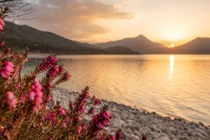Heather flowers on the banks of the Walchensee in golden light in the evening, in the background the Simetsberg and the Ester Mountains Heather flowers on the banks of the Walchensee in golden light in the evening, in the background the Simetsberg and the Ester Mountains