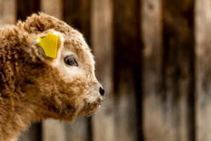 Portrait of an approx. 2 week old highland cattle Portrait of an approx. 2 week old highland cattle