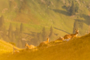 A group of predominantly female ibexes with fawns lie relaxed on a mountain slope in the Karwendel on a mountain meadow in the warm sunlight of a late summer morning. The fawn looks to the camera A group of predominantly female ibexes with fawns lie relaxed on a mountain slope in the Karwendel on a mountain meadow in the warm sunlight of a late summer morning. The fawn looks to the camera