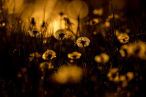 Frühlingsonne in einer Blumenwiese mit Löwenzahn / Pusteblume im warmen Gegenlicht der untergehenden Sonne. Frühlingsonne in einer Blumenwiese mit Löwenzahn / Pusteblume im warmen Gegenlicht der untergehenden Sonne.