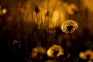 Frühlingsonne in einer Blumenwiese mit Löwenzahn / Pusteblume im warmen Gegenlicht der untergehenden Sonne. Frühlingsonne in einer Blumenwiese mit Löwenzahn / Pusteblume im warmen Gegenlicht der untergehenden Sonne.