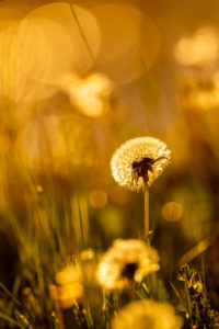 Spring sun in a flower meadow with dandelions / dandelions in the warm backlight of the setting sun. Spring sun in a flower meadow with dandelions / dandelions in the warm backlight of the setting sun.