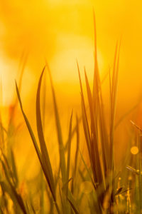 Nahaufnahme von Grashalmen im Frühling im warmen goldenen Licht der untergehenden Sonne. Nahaufnahme von Grashalmen im Frühling im warmen goldenen Licht der untergehenden Sonne.