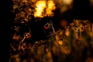 Red light carnation, also called red clove, red night carnation, forest carnation, daylight carnation or Herrgottsblutt, in the backlight of the setting sun in the foothills of the Alps in a flower meadow in the warm light of the sun. Red light carnation, also called red clove, red night carnation, forest carnation, daylight carnation or Herrgottsblutt, in the backlight of the setting sun in the foothills of the Alps in a flower meadow in the warm light of the sun.
