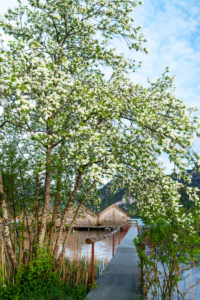 Spring with white flowers at the Kochelsee. The fishing huts of Schlehdorf at the end of a jetty, the entrance framed by flowers, in the background the Alps. Spring with white flowers at the Kochelsee. The fishing huts of Schlehdorf at the end of a jetty, the entrance framed by flowers, in the background the Alps.