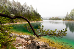 A branch or tree of a pine on the banks of the Eibsee in spring during the ice saints. In the background thick clouds and snow-covered tree tops, as well as a small island with turquoise water. A branch or tree of a pine on the banks of the Eibsee in spring during the ice saints. In the background thick clouds and snow-covered tree tops, as well as a small island with turquoise water.