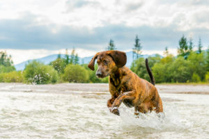A jumping Hanoverian bloodhound named "Rüpel", a recognized breed, in the water of an alpine river, with the mountains in the background A jumping Hanoverian bloodhound named "Rüpel", a recognized breed, in the water of an alpine river, with the mountains in the background