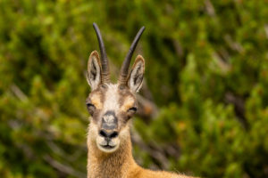 A grinning chamois in the Karwendel Mountains, eyes slightly closed. A grinning chamois in the Karwendel Mountains, eyes slightly closed.