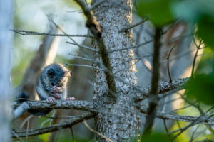 Ein wilder Siebenschläfer im Geäst eines Waldes bei der Fellpflege, er hält sich seine Hände vor das Gesicht beim Putzen. Ein wilder Siebenschläfer im Geäst eines Waldes bei der Fellpflege, er hält sich seine Hände vor das Gesicht beim Putzen.