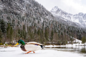 Spring at the Ferchensee above Mittenwald. A duck drake runs on the ice in front of the camera, in the background the Wetterstein, snow and the Wetterstein a mountain in the Bavarian Alps above Mittenwald.