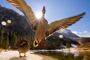 A mallard drake flies up with wings spread, the sun forms a sun star on its shadow, meanwhile its female perches on the last winter ice on the shore of the spring-like Ferchensee in the Bavarian Alps above Mittenwald. In the background blue sky and the Wetterstein. Water drops form some reflections on the lens.