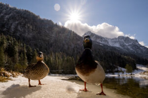 A pair of mallards look provocatively at the camera while standing on the last ice of spring. In the background the sun as a sun star, the Wetterstein mountains and a light snow-covered landscape.