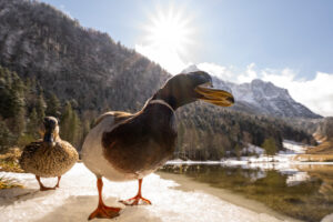 A mallard drake on the shore of the Ferchensee, in the background the Wetterstein and the spring-like snowy landscape of the Bavarian Alps.