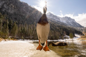 A mallard drake leaps vertically into the air with its ventral side in front of the camera, its bill almost touching the sun. Meanwhile, its female swims in the crystal-clear water of the spring-like Ferchensee in the Bavarian Alps, above Mittenwald, with the Wetterstein in the background.